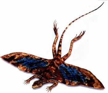 Летучий дракон (8 фото)