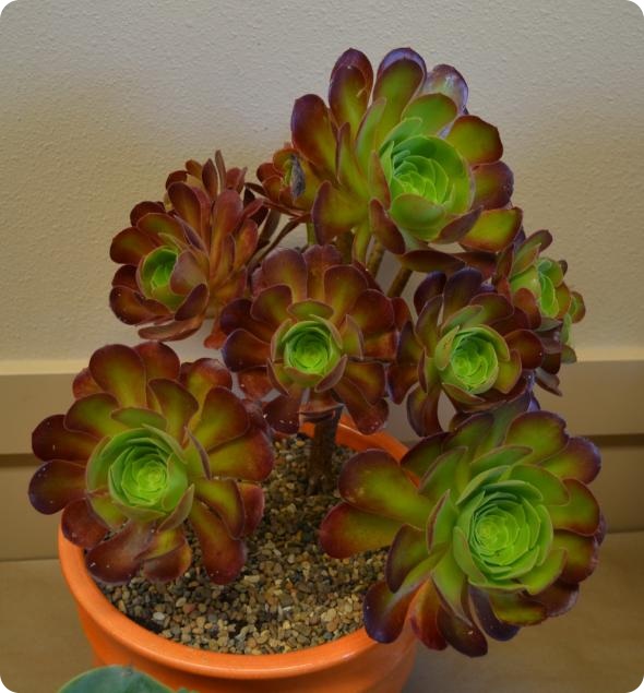 Выставка кактусов и суккулентов вместо конца света.