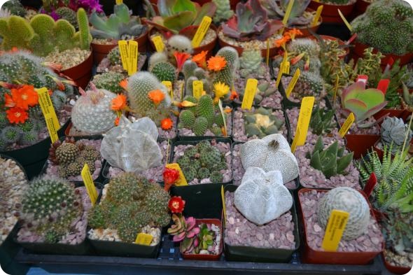Выставка кактусов и суккулентов вместо конца света.