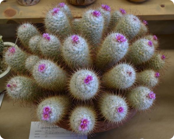 Выставка кактусов и суккулентов вместо конца света.