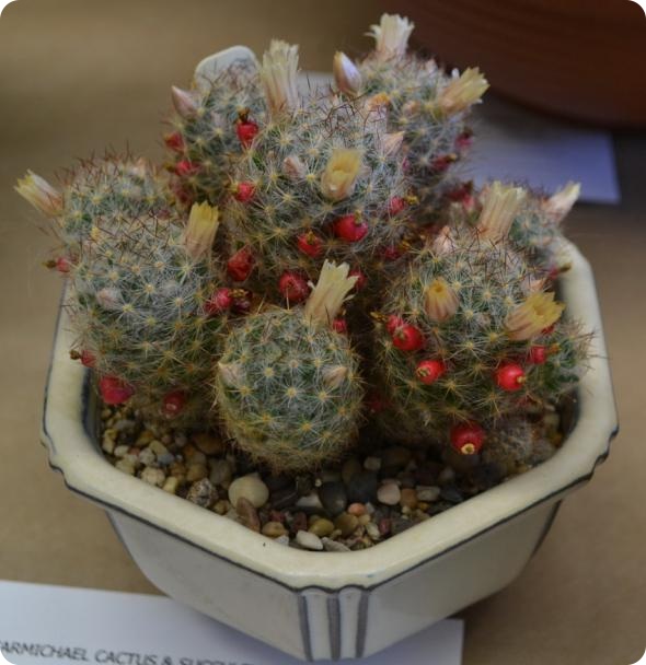 Выставка кактусов и суккулентов вместо конца света.