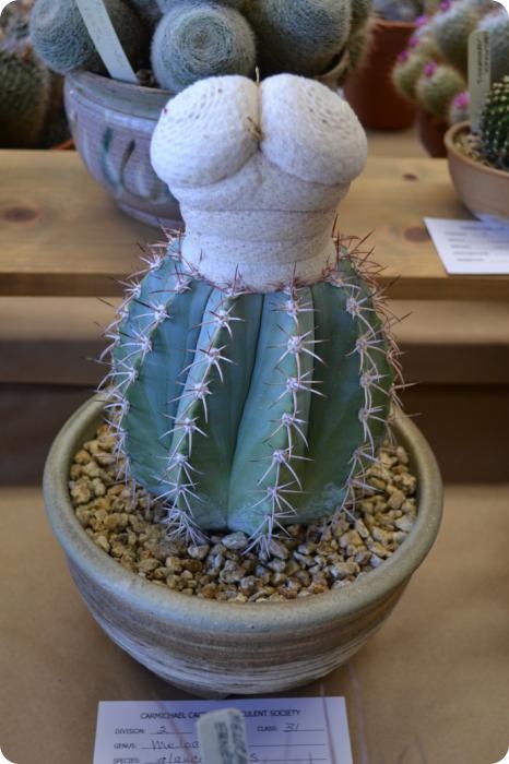 Выставка кактусов и суккулентов вместо конца света.