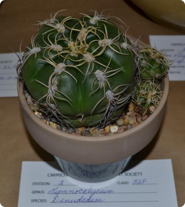 Выставка кактусов и суккулентов вместо конца света.