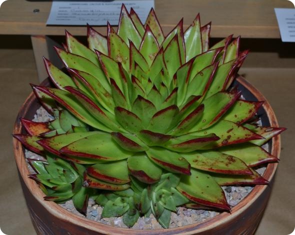 Выставка кактусов и суккулентов вместо конца света.