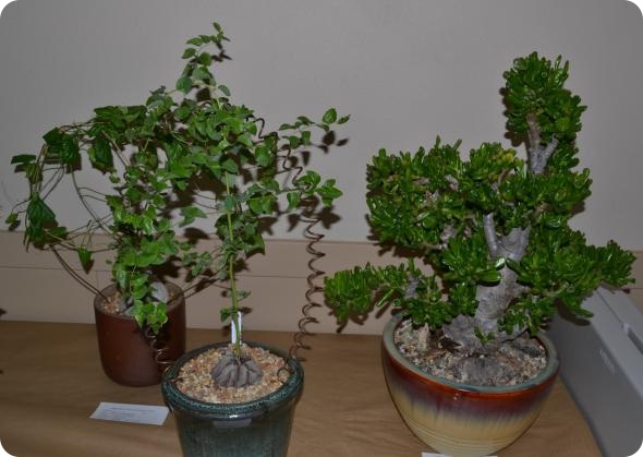 Выставка кактусов и суккулентов вместо конца света.