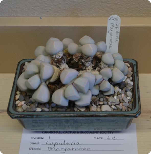 Выставка кактусов и суккулентов вместо конца света.