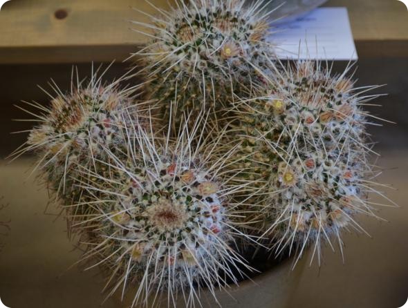 Выставка кактусов и суккулентов вместо конца света.