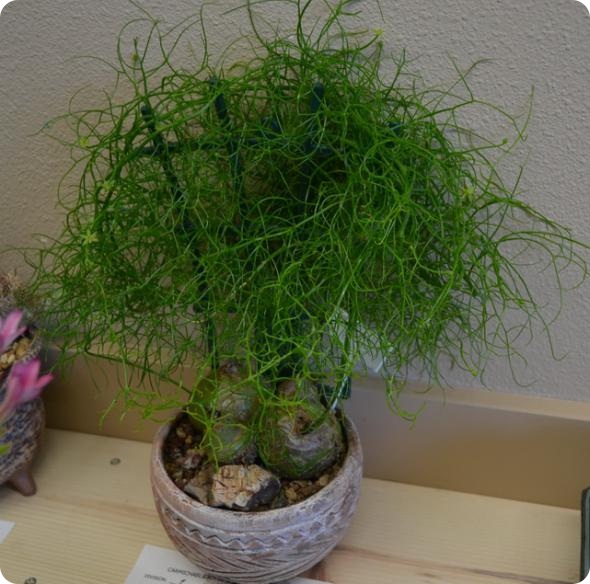 Выставка кактусов и суккулентов вместо конца света.