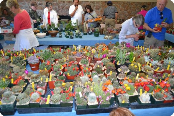 Выставка кактусов и суккулентов вместо конца света.