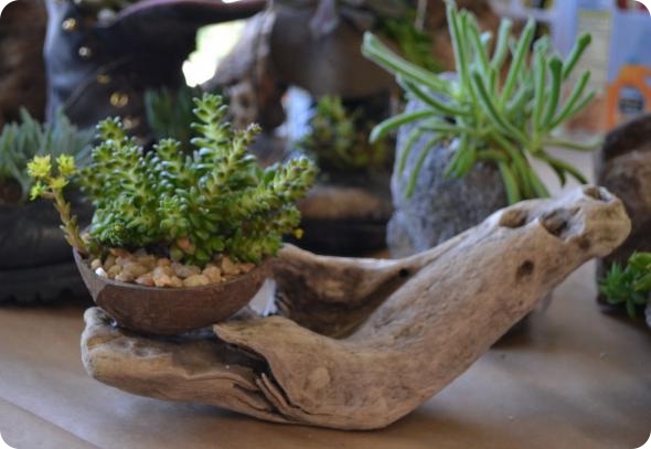 Выставка кактусов и суккулентов вместо конца света.