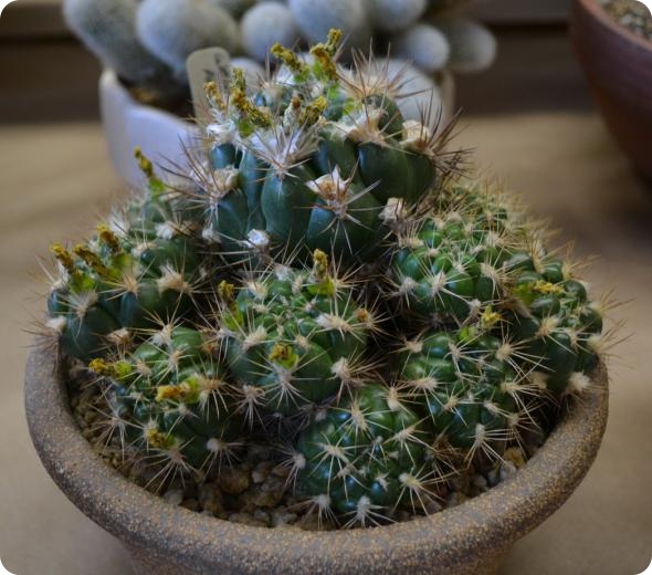 Выставка кактусов и суккулентов вместо конца света.