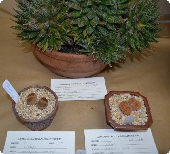 Выставка кактусов и суккулентов вместо конца света.