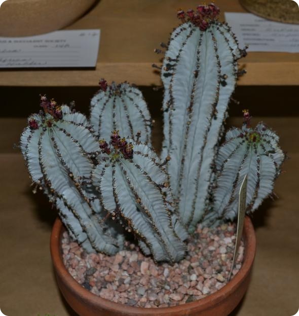 Выставка кактусов и суккулентов вместо конца света.