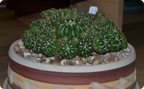 Выставка кактусов и суккулентов вместо конца света.