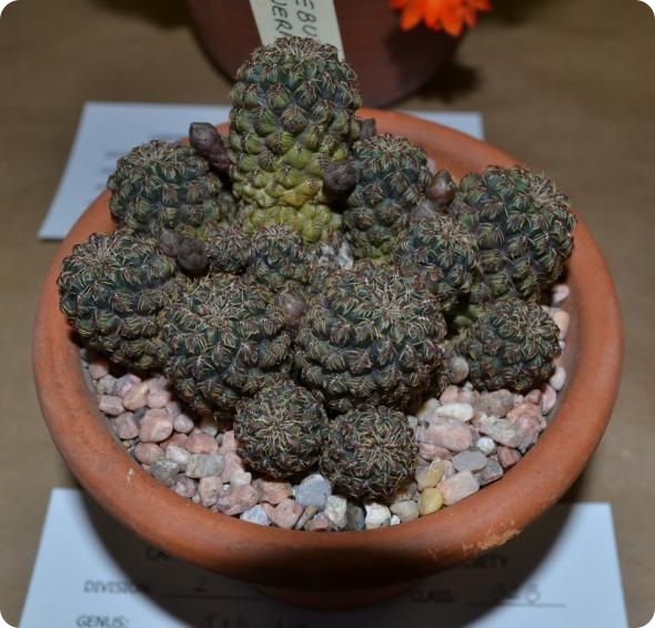 Выставка кактусов и суккулентов вместо конца света.