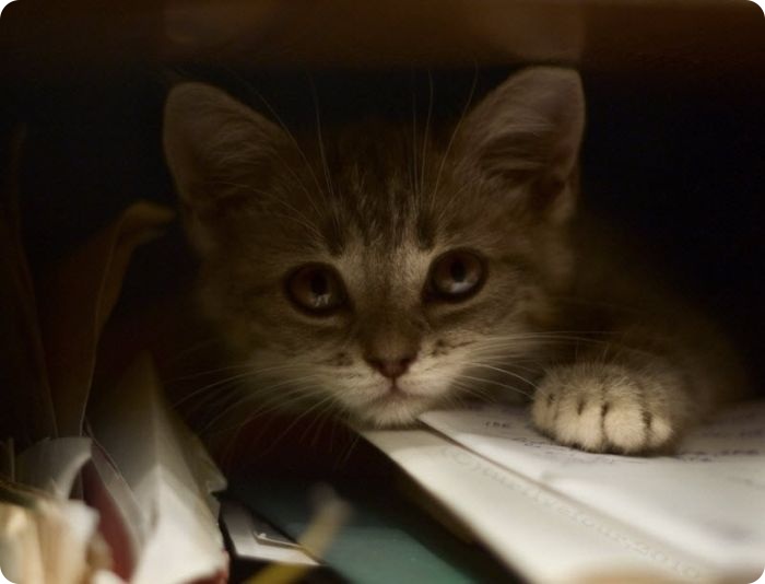 Высказывания Великих людей о кошках (30 фото)