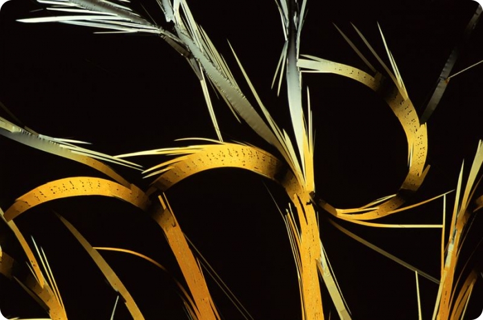 Конкурс микрофотографии от Nikon (19 фото)