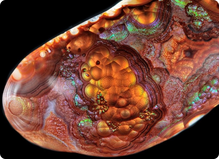Конкурс микрофотографии от Nikon (19 фото)
