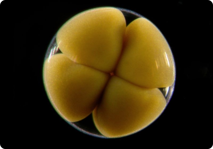 Конкурс микрофотографии от Nikon (19 фото)