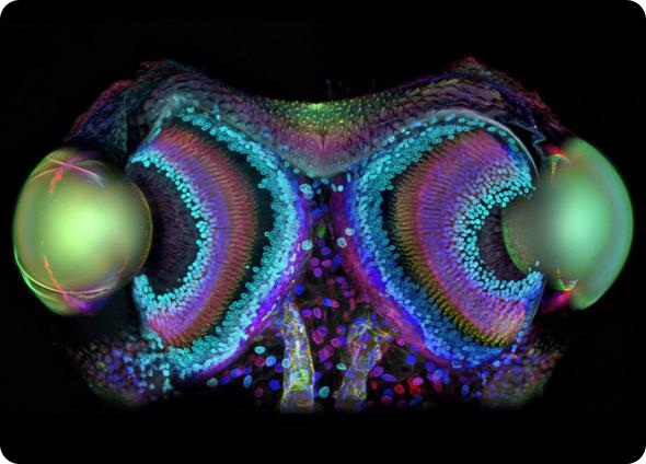 Невидимая жизнь