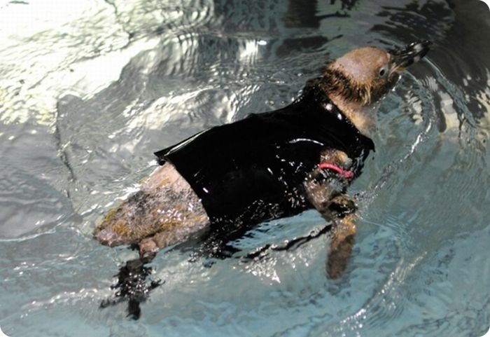 Пингвин без перьев научился плавать в гидрокостюме (8 фото)