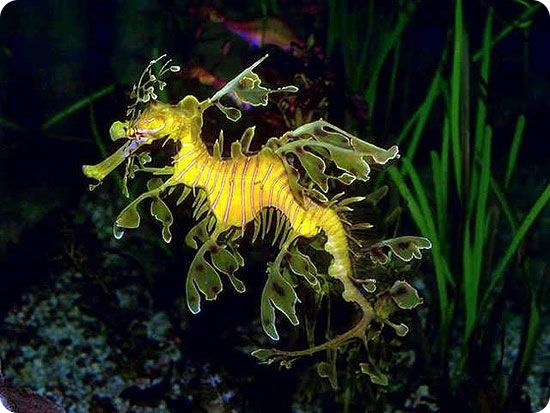 Десять видов животных со странным сексуальным поведением (10 фото)