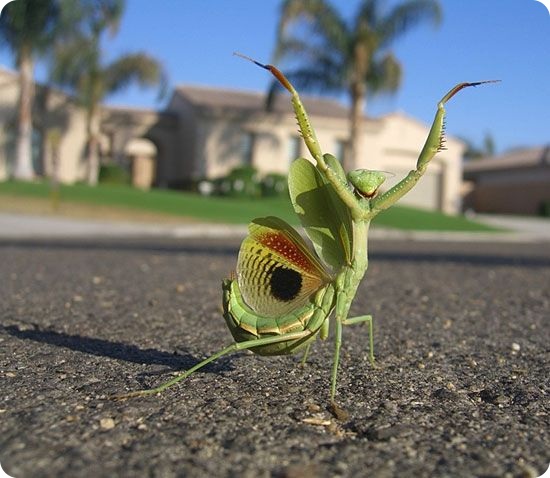 Десять видов животных со странным сексуальным поведением (10 фото)