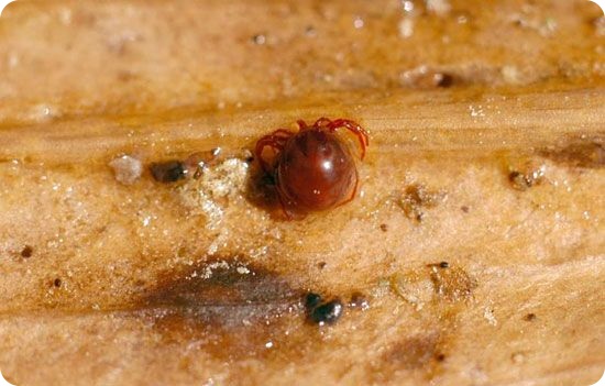 Десять видов животных со странным сексуальным поведением (10 фото)