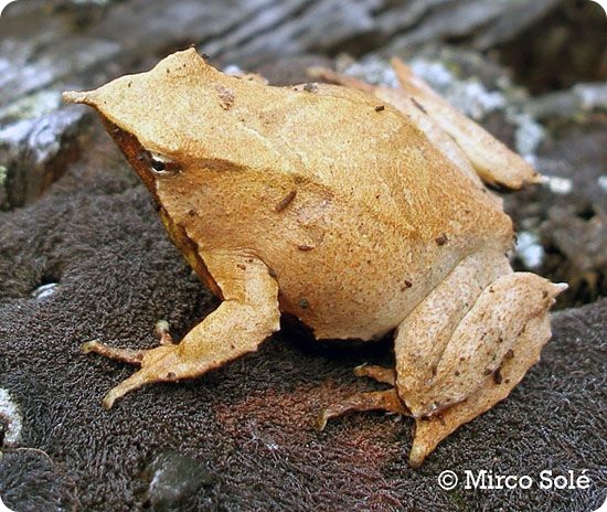 Десять видов животных со странным сексуальным поведением (10 фото)