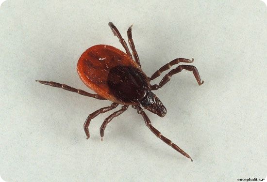 Десять видов животных со странным сексуальным поведением (10 фото)