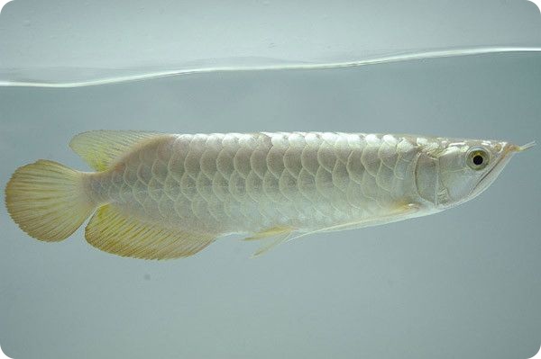 Самая дорогая рыбка в мире (6 фото)