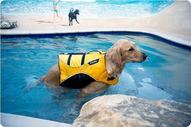 Роскошный отель Barkley для животных (17 фото)