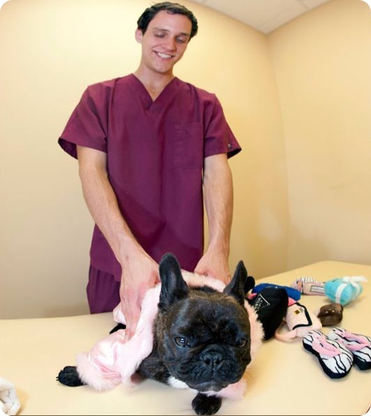 Роскошный отель Barkley для животных (17 фото)