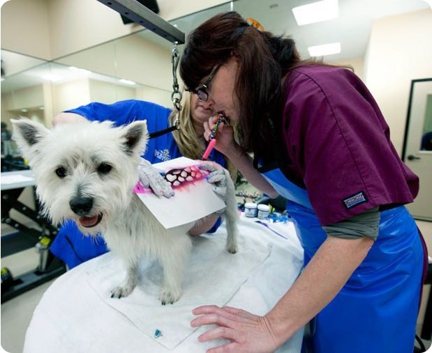 Роскошный отель Barkley для животных (17 фото)