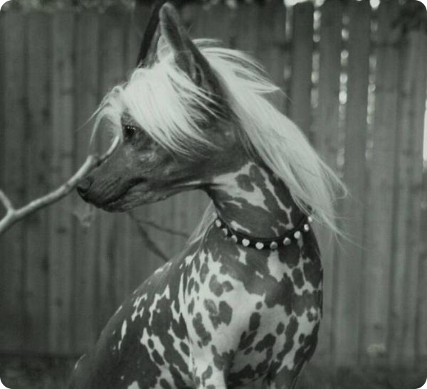 Самые дорогие домашние животные (44 фото + текст)