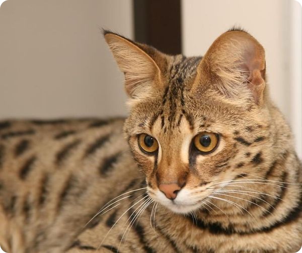 Самые дорогие домашние животные (44 фото + текст)