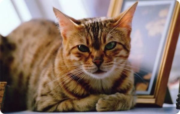 Самые дорогие домашние животные (44 фото + текст)