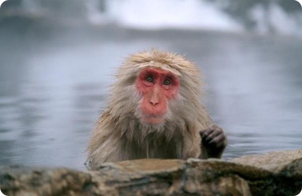 Самые дорогие домашние животные (44 фото + текст)