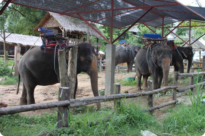Пятница программиста в Таиланде (75 фото + текст)