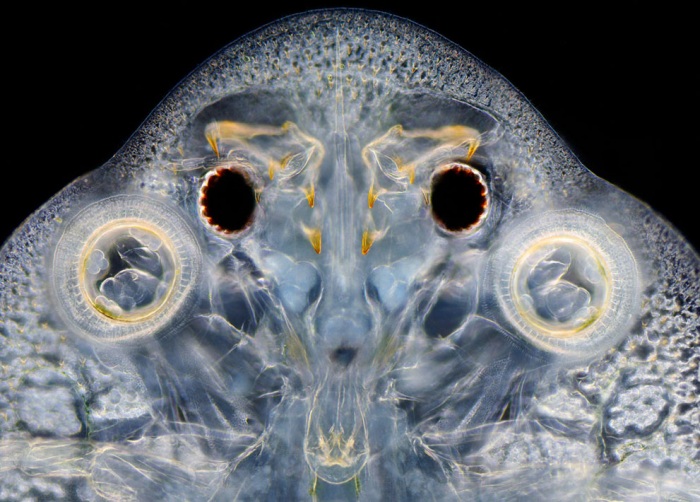 Nikon Small World 2011