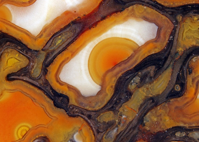 Nikon Small World 2011