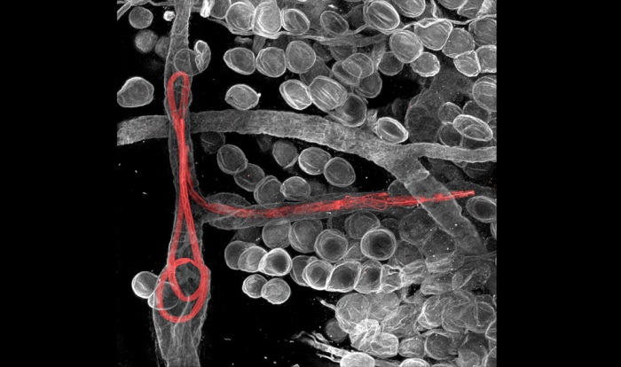 Nikon Small World 2011