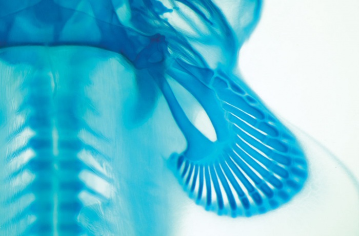 Nikon Small World 2011