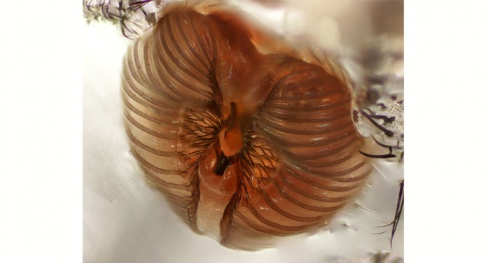 Nikon Small World 2011