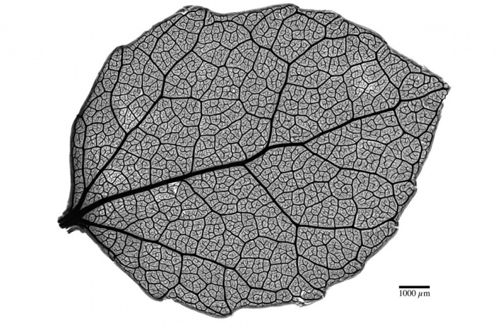 Nikon Small World 2011