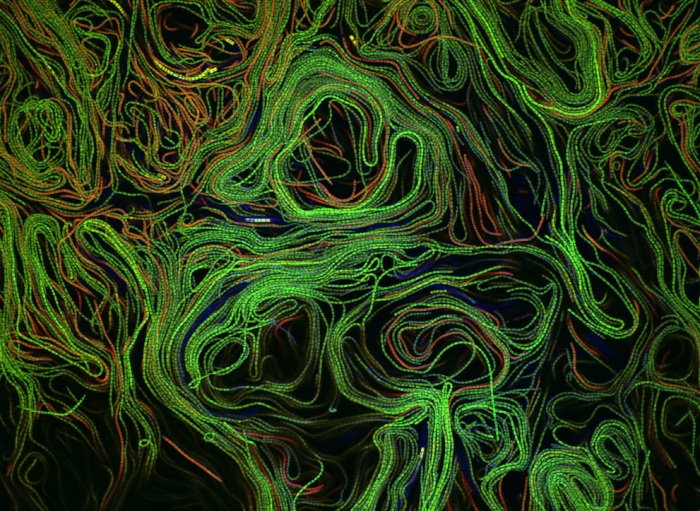 Nikon Small World 2011