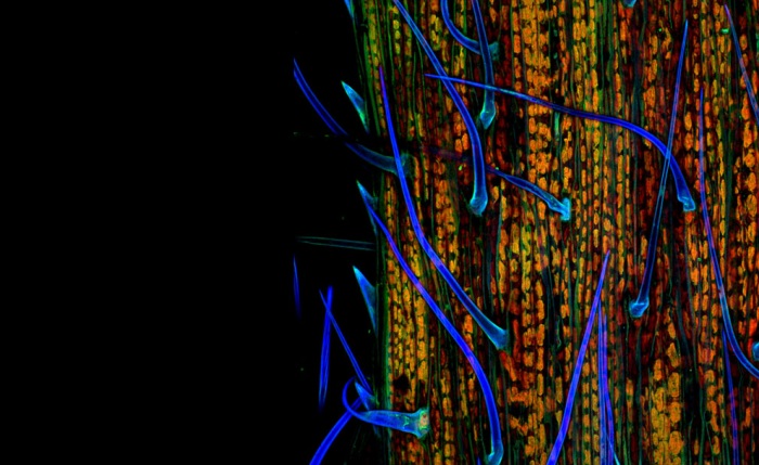 Nikon Small World 2011