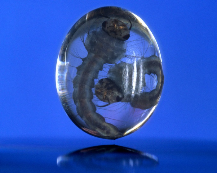 Nikon Small World 2011