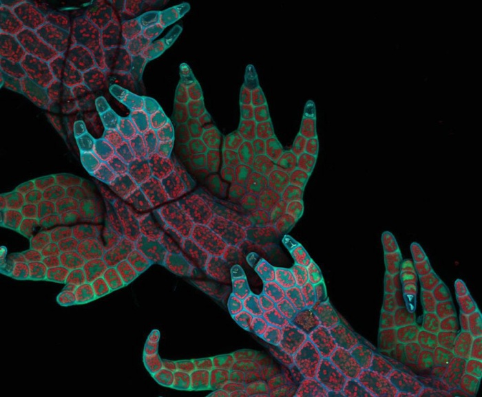 Nikon Small World 2011