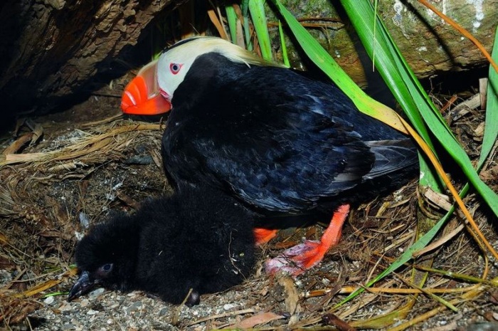 Топорки: русские пингвины (7 фото)